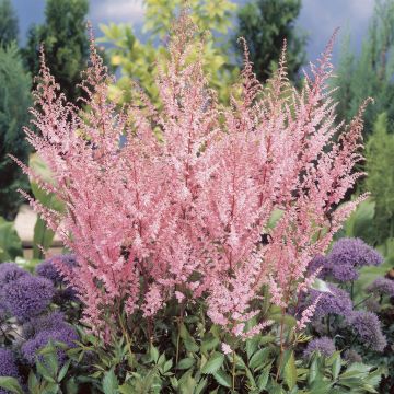 Astilbe Erika