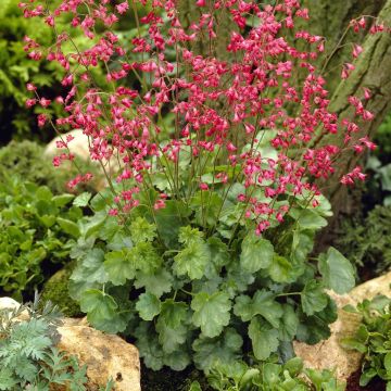 Heuchera sanguinea Leuchtkafer