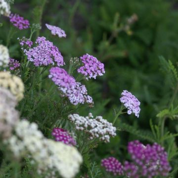 Achillea millefolium 'Summer Pastels' (7).JPG