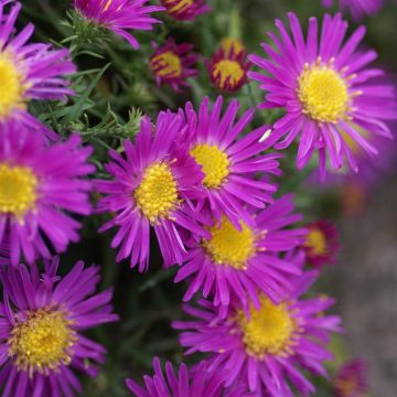 Aster dumusos 'Alice Haslam' (2).JPG