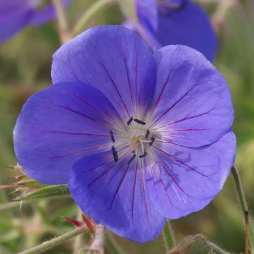 Geranium Brookside 7 2025.JPG