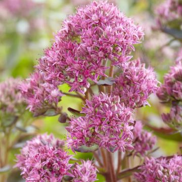 Sedum munstead dark Red