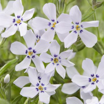 Phlox subulata Bavaria