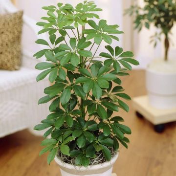 Scheflera arbor.Nora