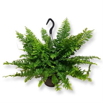 Fern Nephrolepis Green Moment