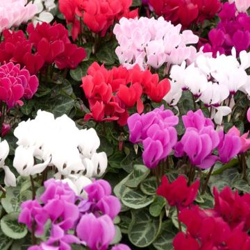 Cyclamen mix