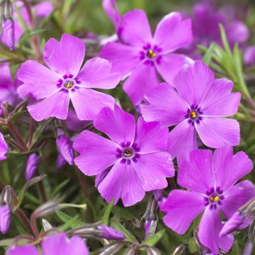 Phlox MacDaniel's Cushion