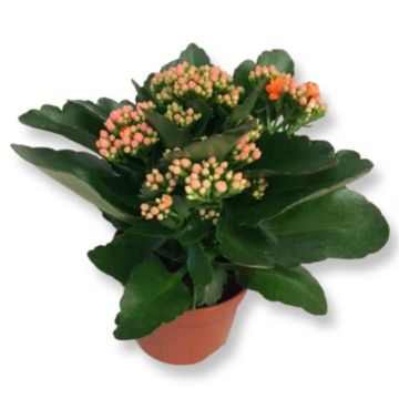kalanchoe blossfeldiana Orange