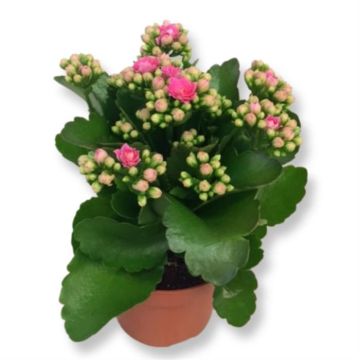kalanchoe blossfeldiana pink.JPG