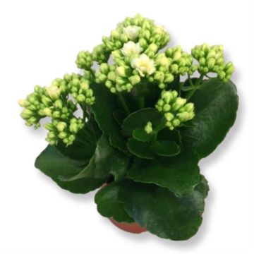 kalanchoe blossfeldiana white.JPG