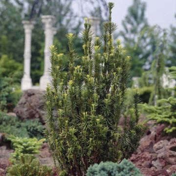 Taxus baccata Fastigiata