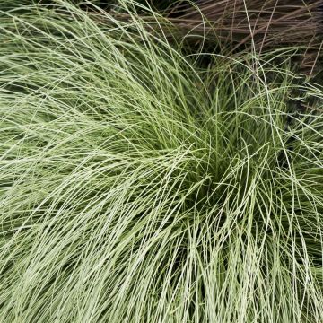 Carex comans Amazon Mist