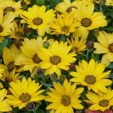Osteospermum Vermogen Geel