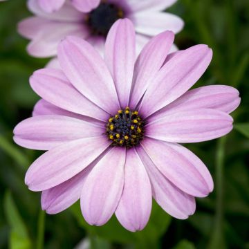 Osteospermum Serenity Pink