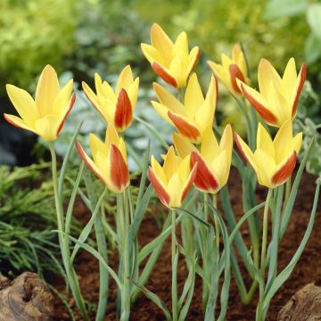 Tulipa species Tinka v2