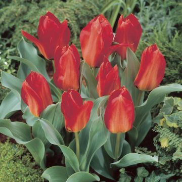 Tulipa Princeps
