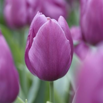Tulipa Purple Prince