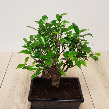 Bonsai Ficus 20 cm pot.jpg