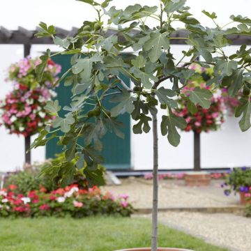Ficus carica op Stam