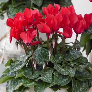 Winter Cyclamen Red