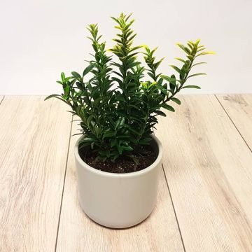 Euonymus microphyllis gold.jpg