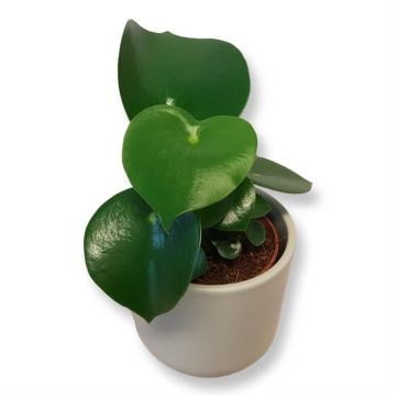 Peperomia polybot Raindrop 2.jpg