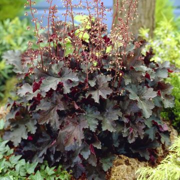 Heuchera americana Northern Fire