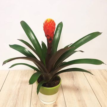Bromelia Focus.jpg