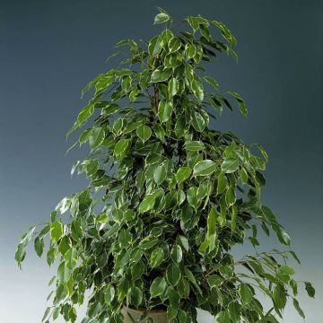 Ficus benjamina Golden King