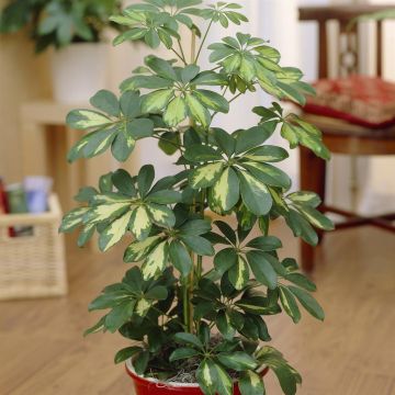 Schefflera arboricola Gold Capell