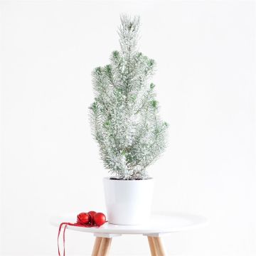 Mini kerstboom wit plastic