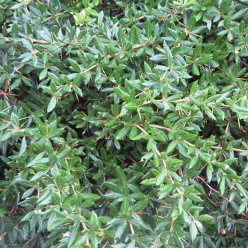 Berberis frikartii Telstar