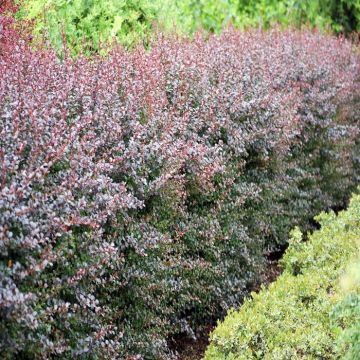 Berberis thunbergii Darts Red Lady hedge