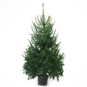kerstboom-omorika.jpg