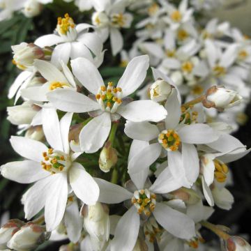 Choisya ternata WHITE DAZZLER