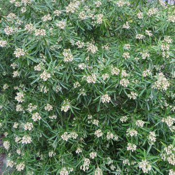 Choisya Aztec Pearl Hedge