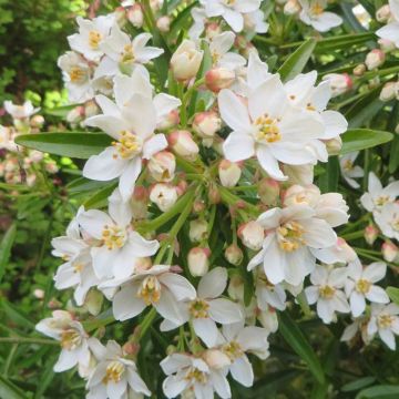 Choisya Aztec Pearl 20170426-1.JPG