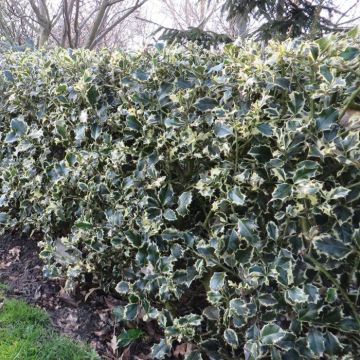 Ilex aquifolium Argentea Marginata Hedge