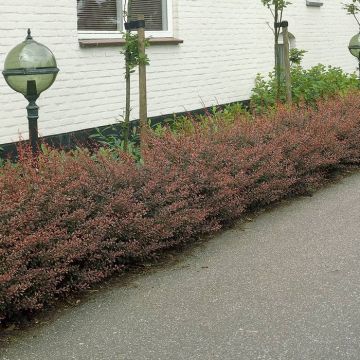 Berberis thunbergii Rose Glow