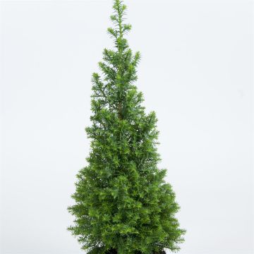 Chamaecyparis thyoides Top Point