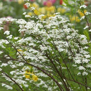 Spiraea x cinerea Grefsheim