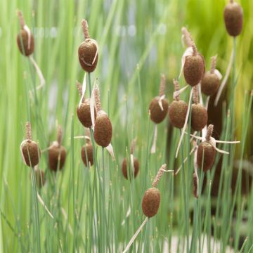 Typha minima