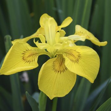 Iris pseudacorus