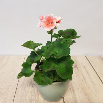 Pelargonium zonale Pink.jpg