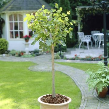 Ficus carica op stam