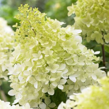 Hydrangea paniculata Phantom