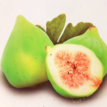 Ficus Blanca Gota.jpg