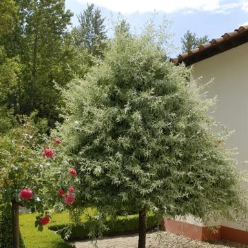 Pyrus salicifolia Pendula