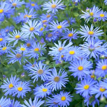 Aster frikartii Mo¦ênch
