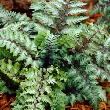 Athyrium niponicum Ursulas Red